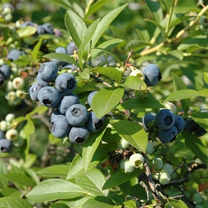 Tift Blue Blueberry